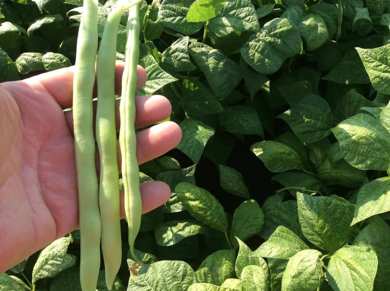 Kentucky Wonder Bush Beans